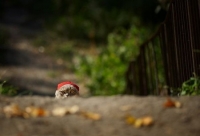 Images_10