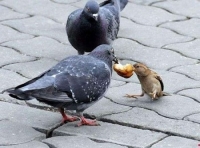 Images_26