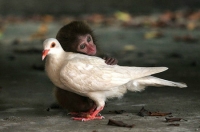 Images_27