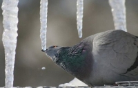 Images_2